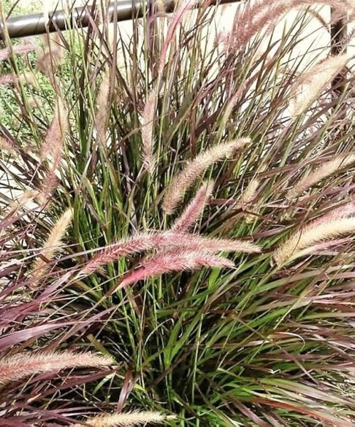 Fountain Grass Burgundy (Pennisetum spp.)