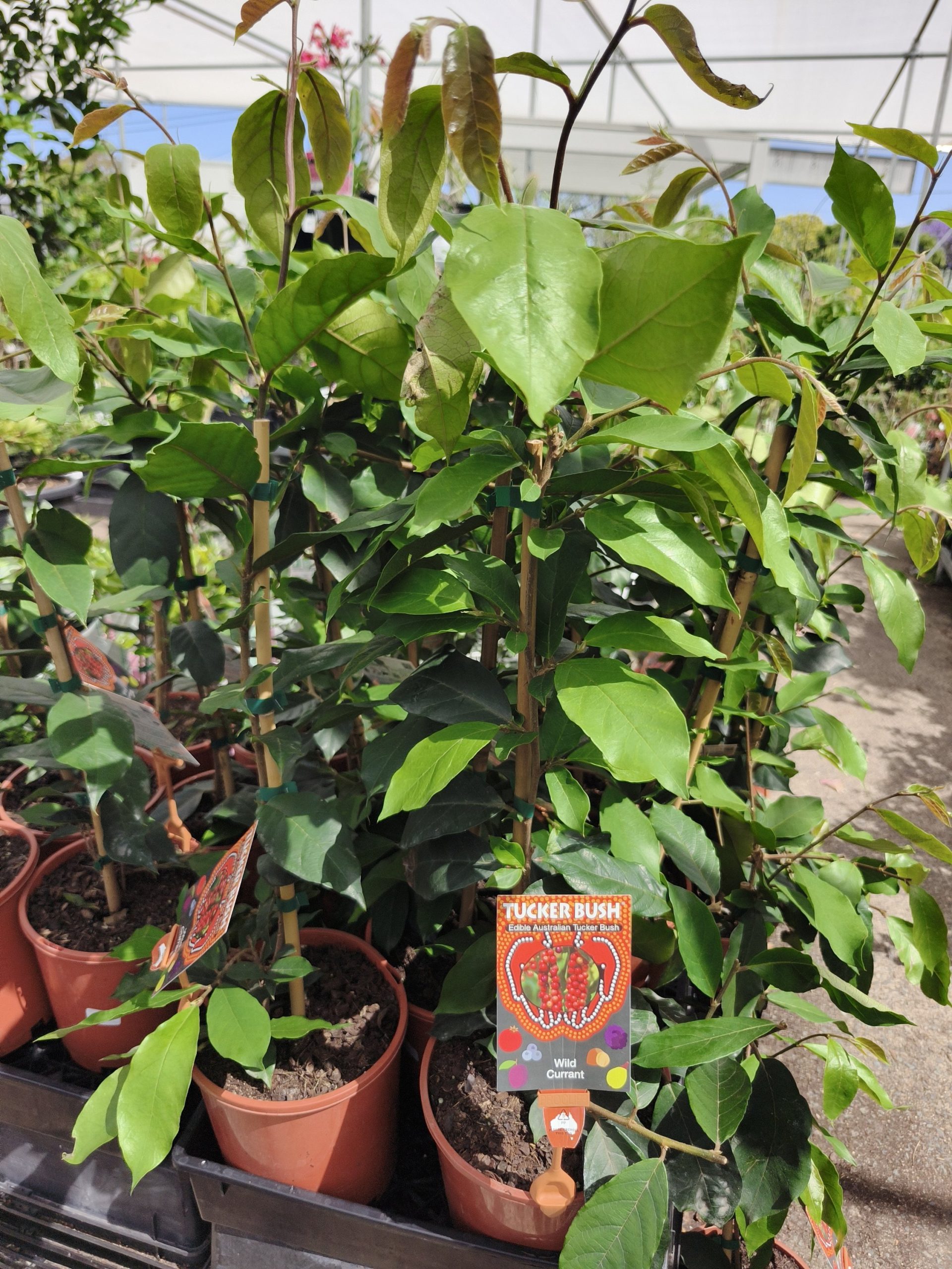 1000017959-scaled.jpg Wild Currant (Antidesma erostre)