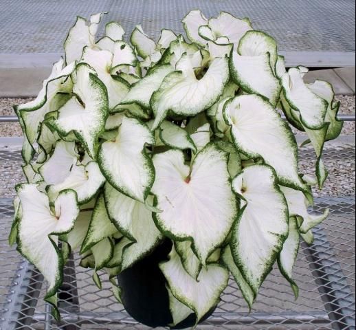 10569401 1650 Caladium (Caladium Icicle)