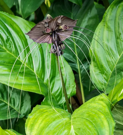 Black Bat Plant (Tacca chantrieri)