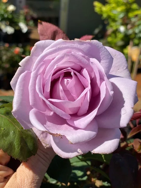 Rose Blue Moon 3 ft Standards (Rosa)