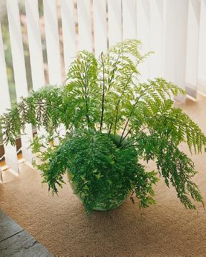 21792 Island Beauty Fern x surrogatum (Asplenium bulbiferum)