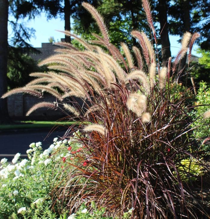Fountain Grass Burgundy (Pennisetum spp.)