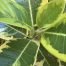Ficus rubiginosa 'Aurea Variegata'