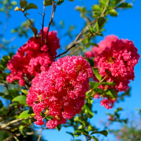 4015 004 Crepe Myrtle Pink (Lagerstroemia indica)