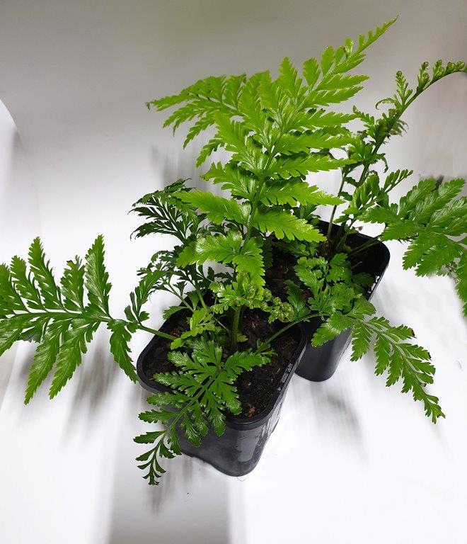 5df3257e083a2425248677 Island Beauty Fern x surrogatum (Asplenium bulbiferum)