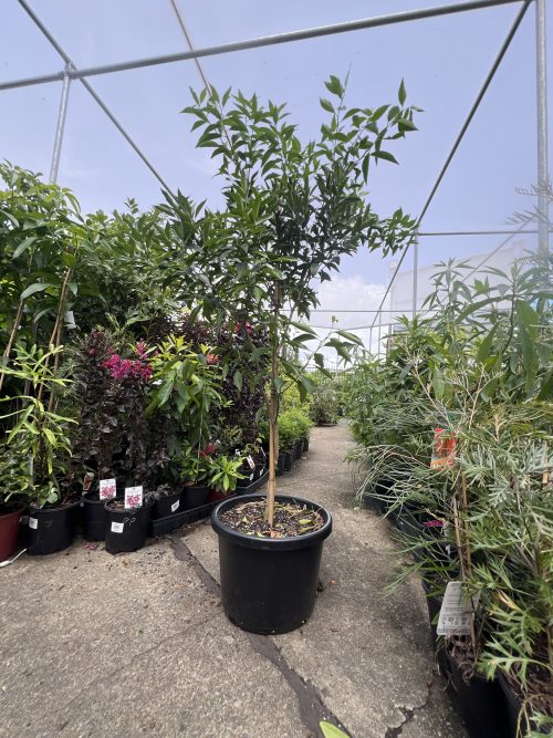 Imperial Mandarin Tree 500mm pot PICK UP ONLY