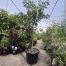 Imperial Mandarin Tree 500mm pot PICK UP ONLY