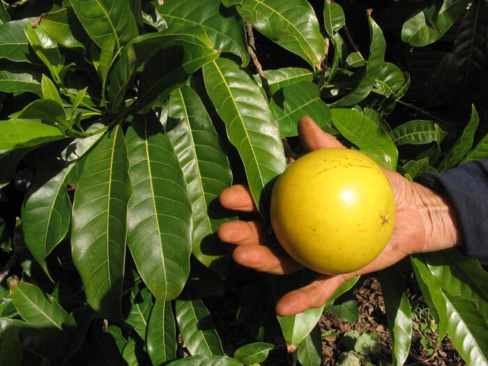 Abiu Fruit Tree Buy Online Nursery
