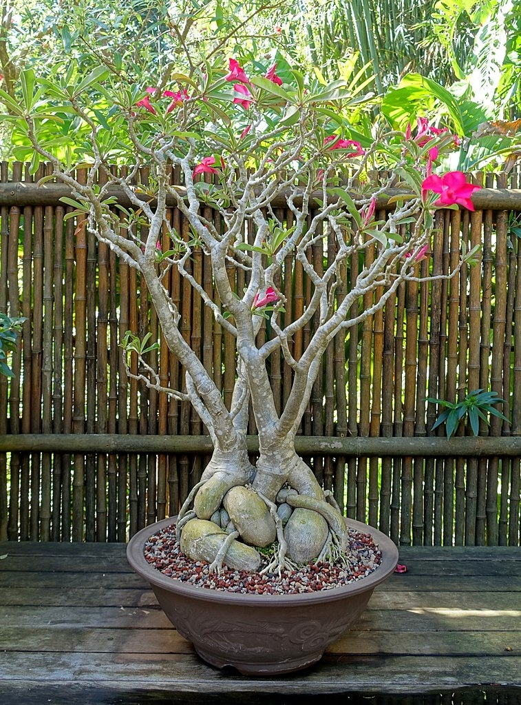 Adenium obesum form 3RIttW5eXs75 Desert Rose (Adenium obesum)
