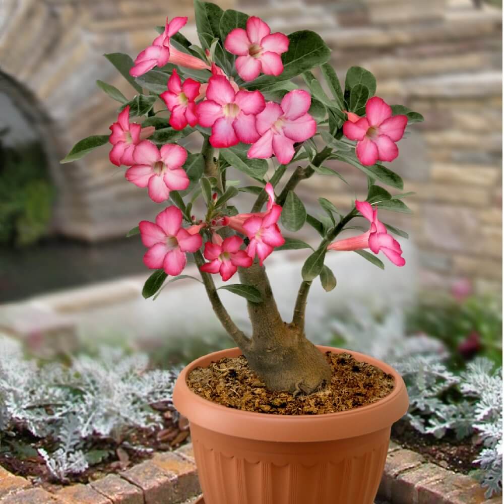 Adenium obesum pio Desert Rose (Adenium obesum)