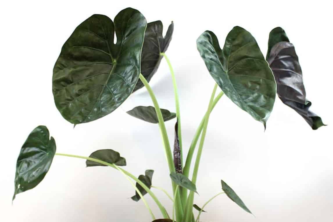Alocasia wentii indoor plant