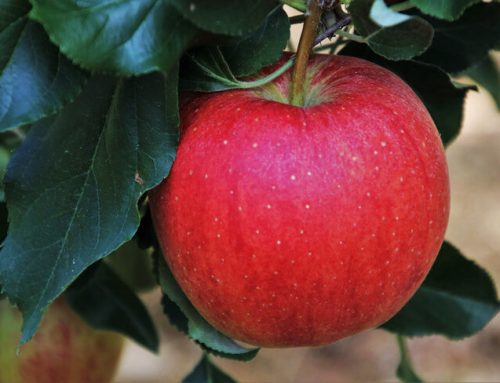 Growing Apple Trees in Hot Weather Climates