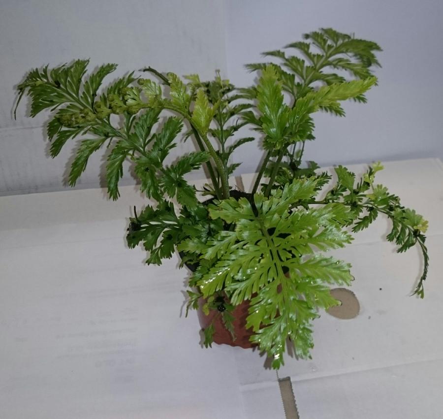 Asplenium ‘Island Beauty’ Island Beauty Fern x surrogatum (Asplenium bulbiferum)