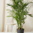 Bamboo Palm