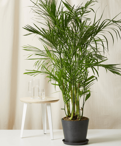 Bamboo Palm