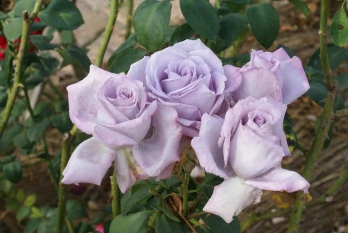 Rose Blue Moon 3 ft Standards (Rosa)