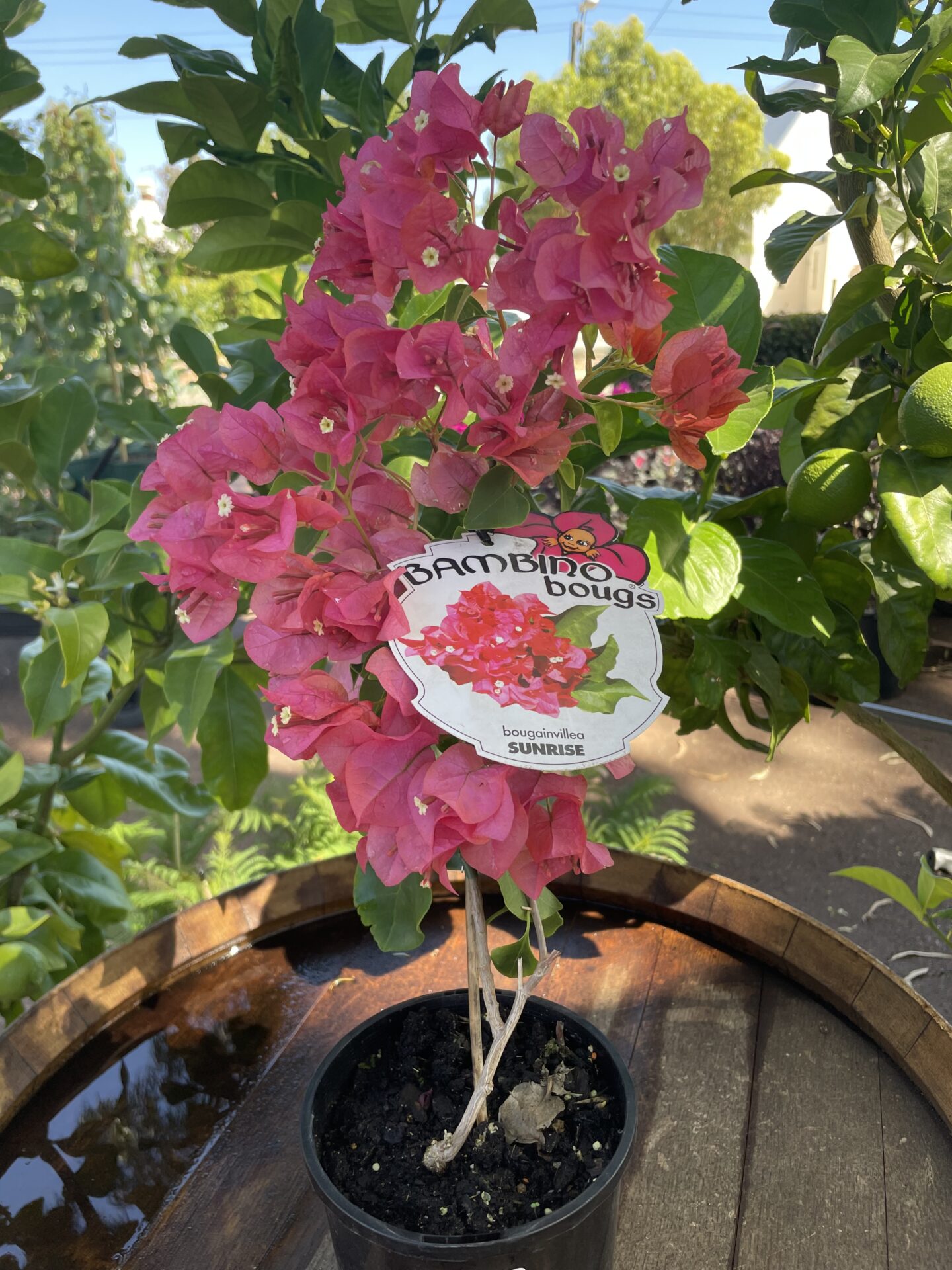 Bougainvillea Bambino sunrise Sunrise Bougainvillea (Bougainvillea Bambino™)