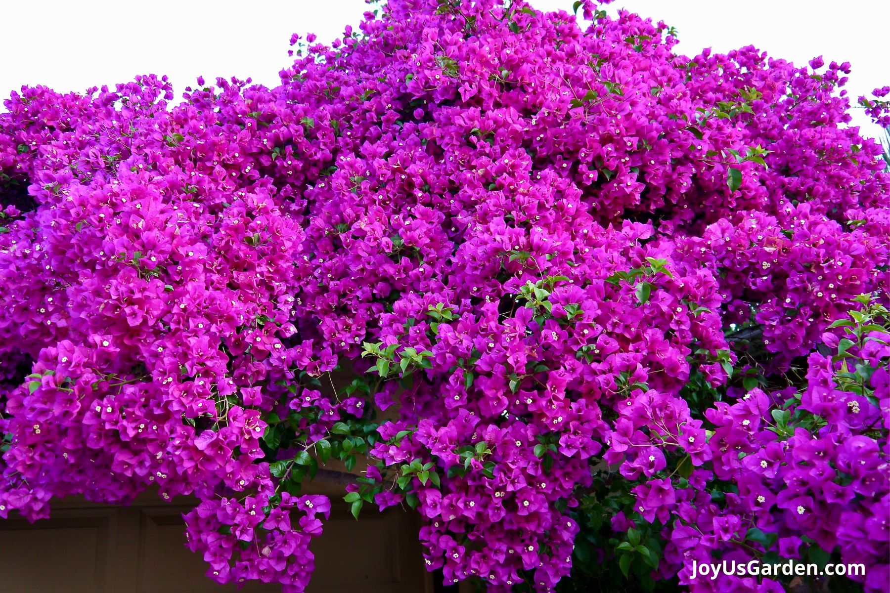 xr:d:DAFj8i7tp9A:2,j:47931999758,t:23052518 Bougainvillea Vera Deep Purple (Bougainvillea glabra)