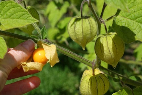 Cape Gooseberry
