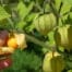 Cape Gooseberry