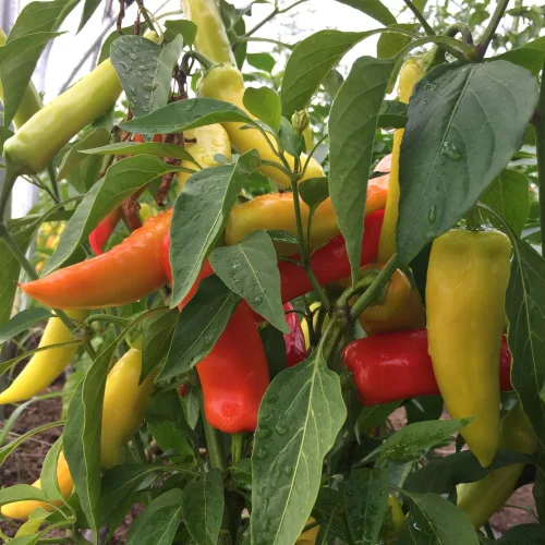 Chilli 'Hungarian Hot Wax'