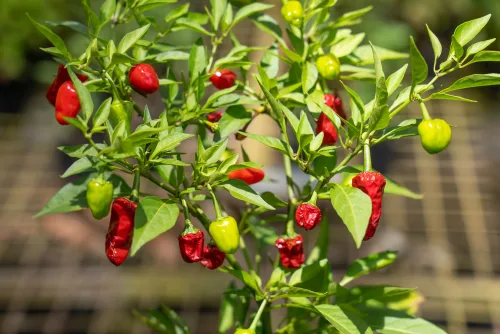 Chilli ‘Red Bantam’