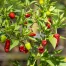 Chilli ‘Red Bantam’