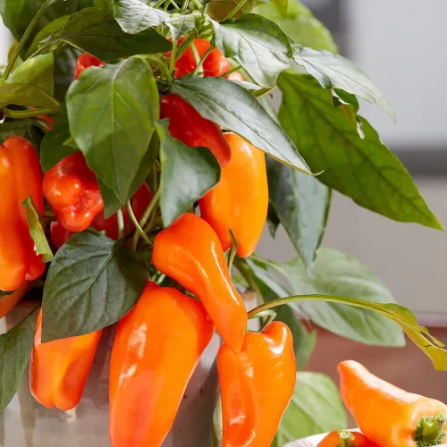 Chilli ‘Orange Bantam’