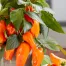 Chilli ‘Orange Bantam’