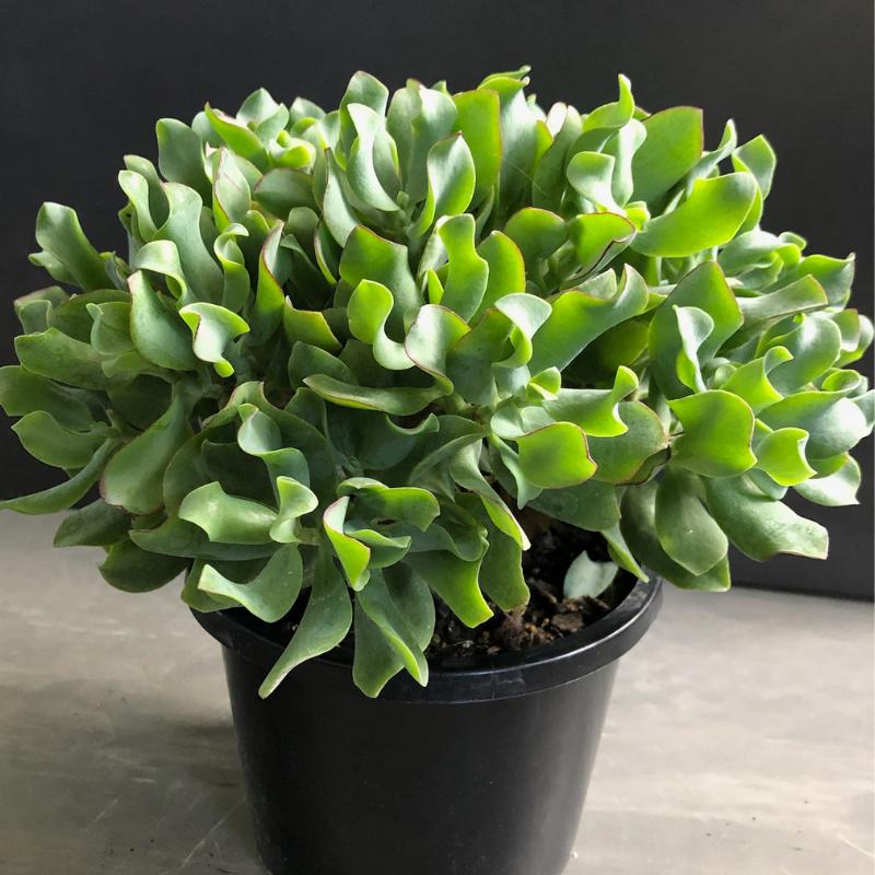 xr:d:DAFUufgED5E:19,j:43637457908,t:22121411 Ripple Jade subsp undulatifolia Max Cook (Crassula arborescens)