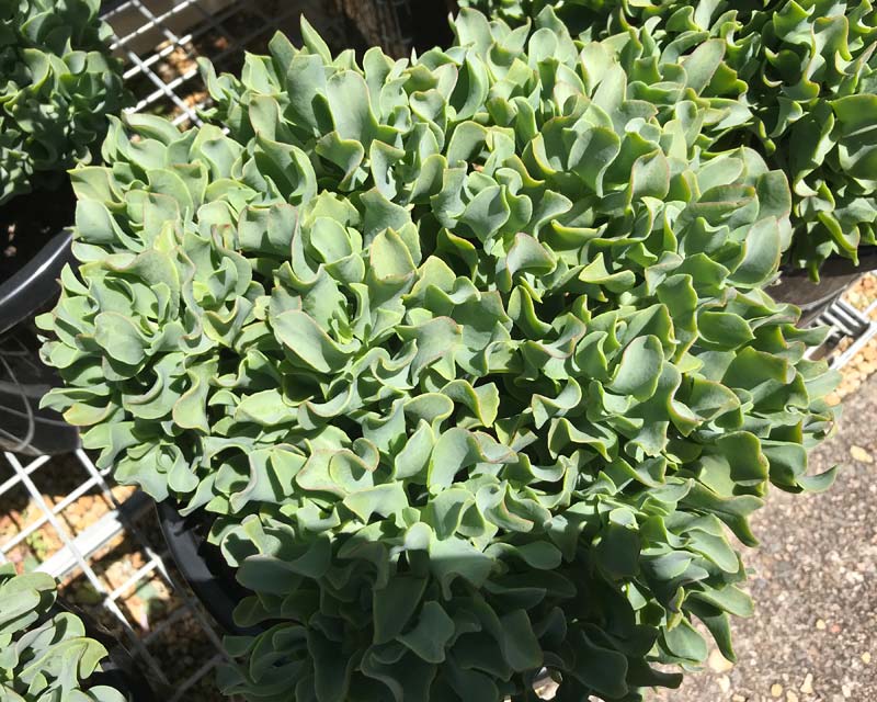 Crassula Max Cook Ripple Jade subsp undulatifolia Max Cook (Crassula arborescens)