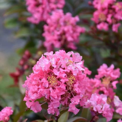 Crepe Myrtle Coral Magic (Lagerstroemia indica x fauriei)