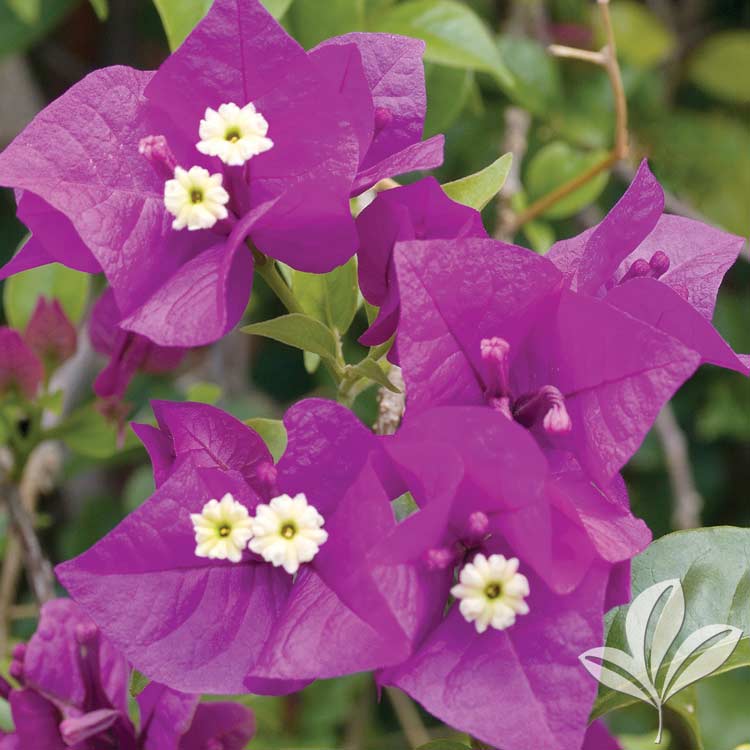 DEEPPURPLE1 Bougainvillea Vera Deep Purple (Bougainvillea glabra)