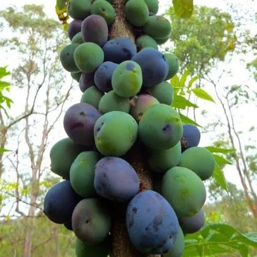 Davidson Plum NSW