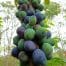 Davidson Plum NSW