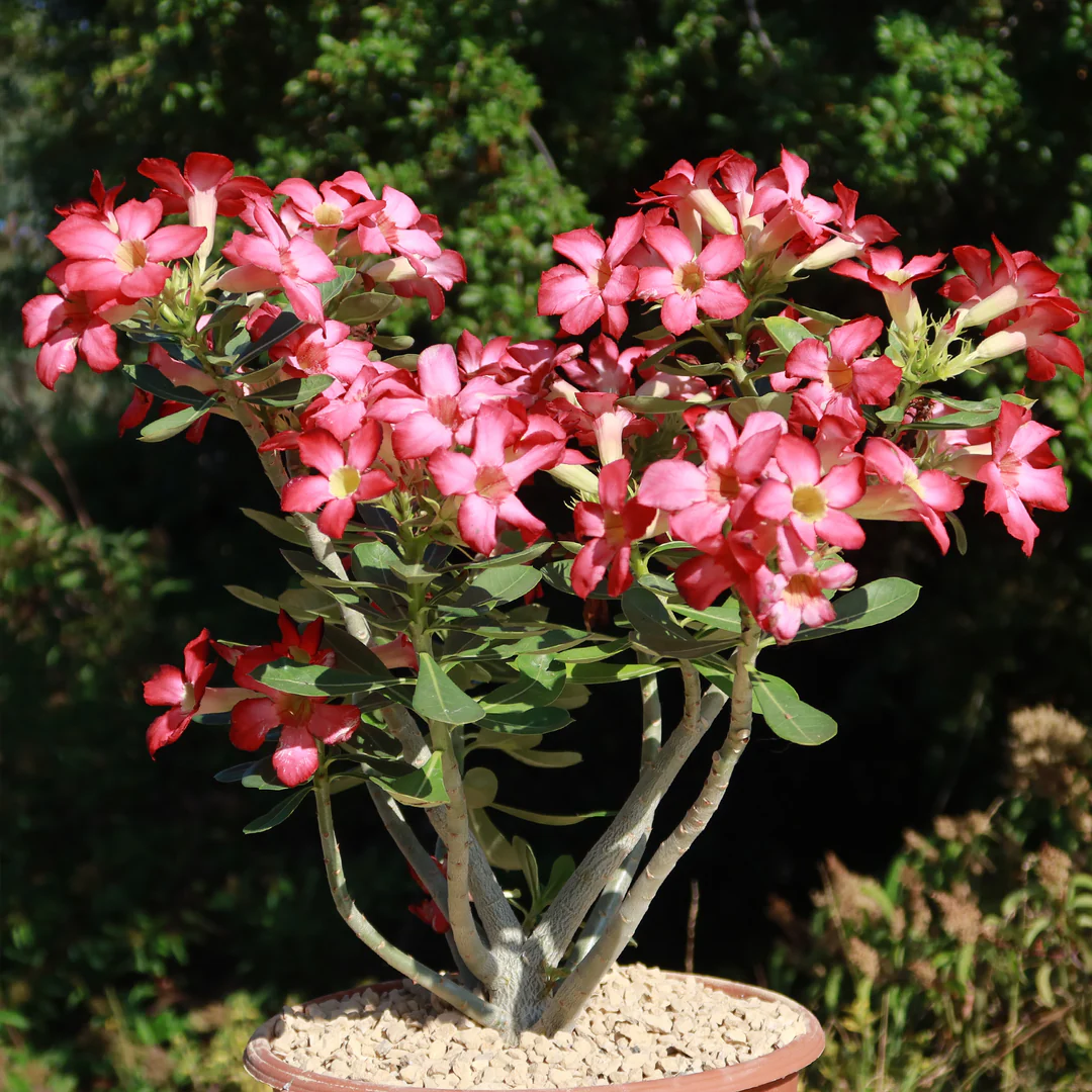 DesertRose Adeniumobesum 5gal 1 1080x Desert Rose (Adenium obesum)