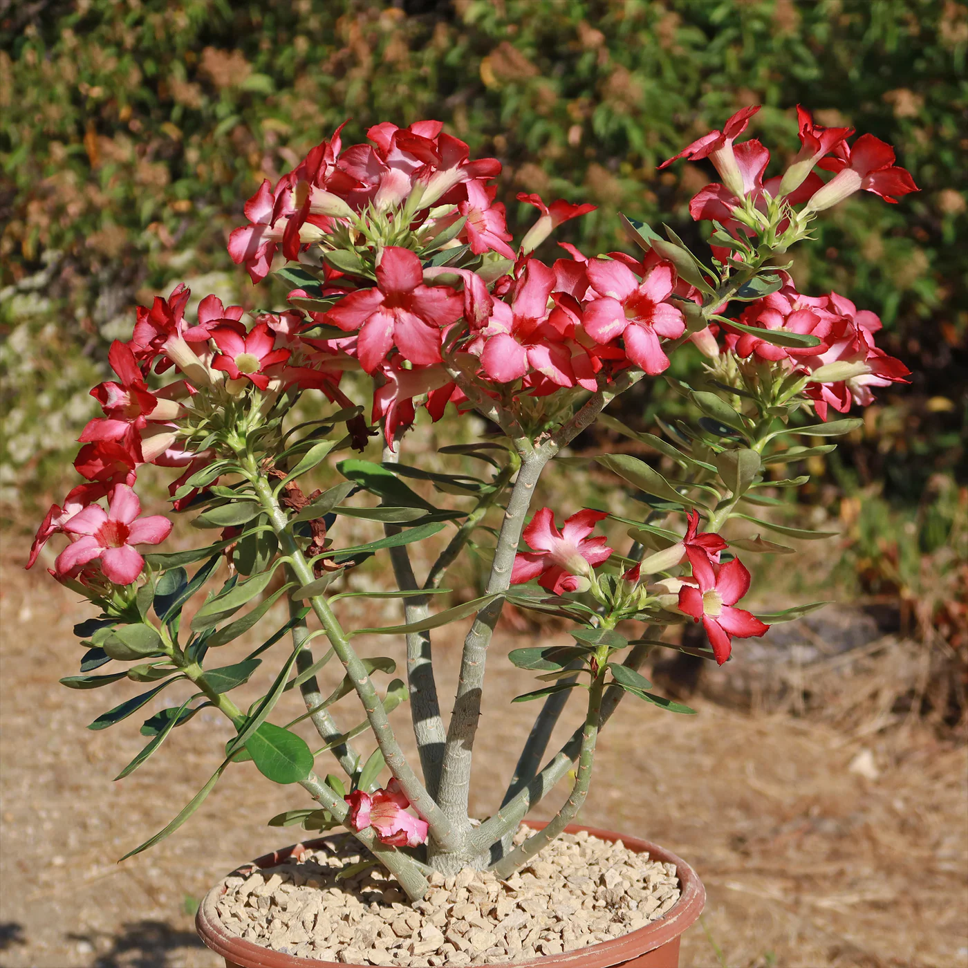 DesertRose Adeniumobesum 5gal 8 1400x Desert Rose (Adenium obesum)