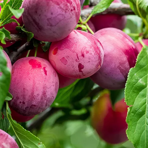 Dwarf Plum ‘Narrabeen’