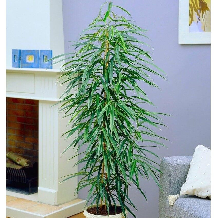 Ficus Sabre Tooth indoor plant