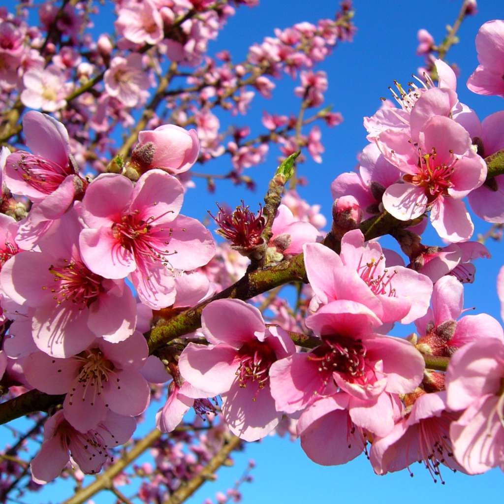 Flowering Peach tree