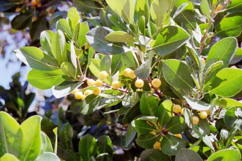 Fraser Island Apple 'Vista' - Advanced 300mm Pot