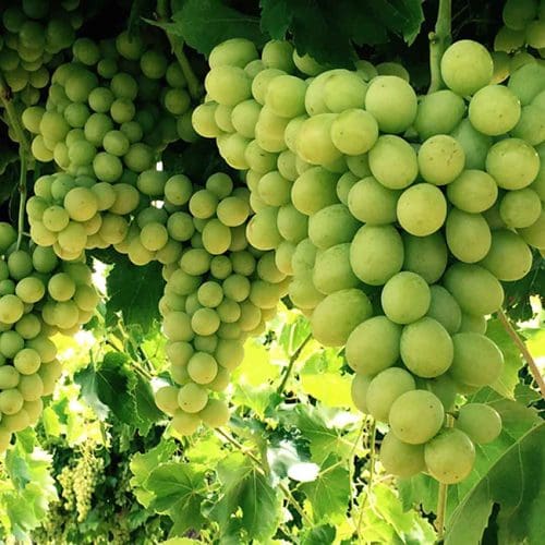 Grape Menindee Seedless