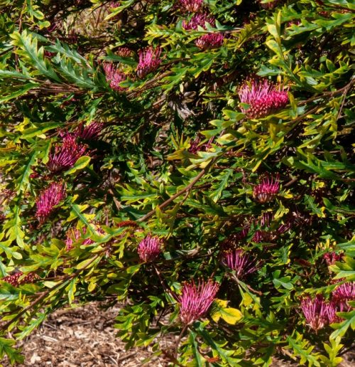 Grevillea Amazing Grace