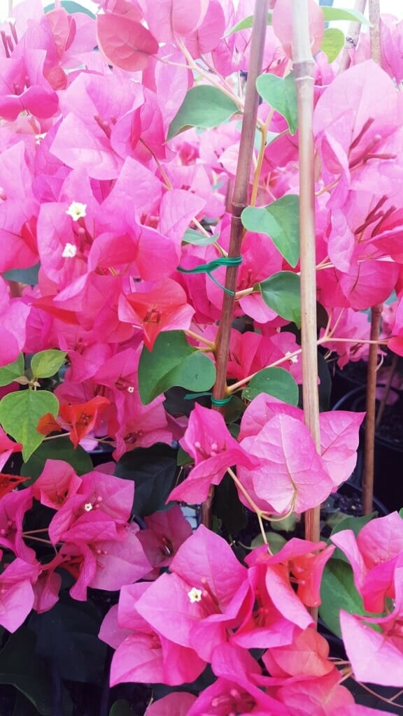 Hello Hello Plants Bougainvillea Sunrise Bambino Sunrise Bougainvillea (Bougainvillea Bambino™)