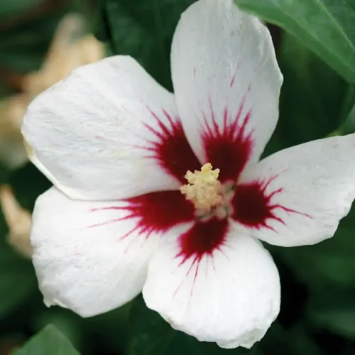 Rose of Sharon White red eye (Hibiscus syriacus) (Copy)
