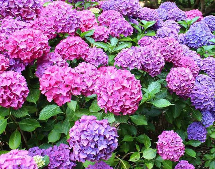 Hydrangea Pink (Hydrangea spp.)