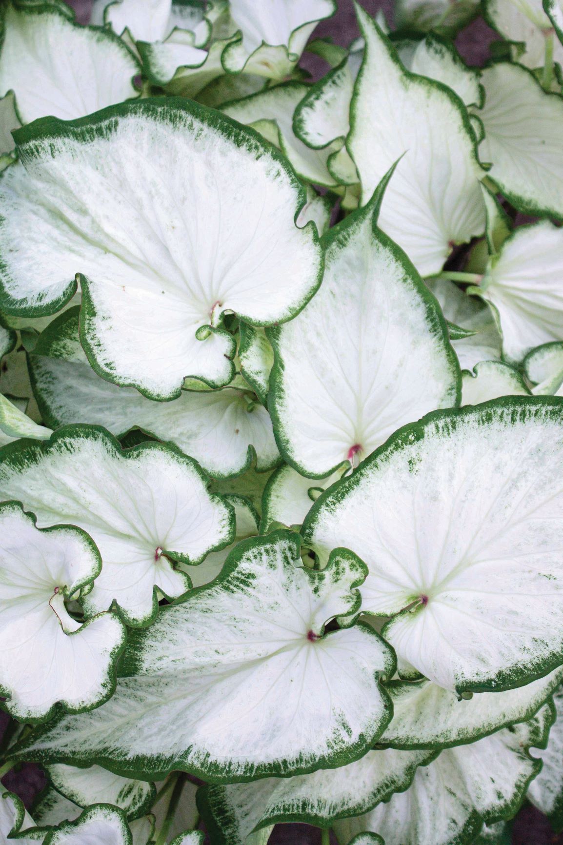 ICICLE Caladium (Caladium Icicle)