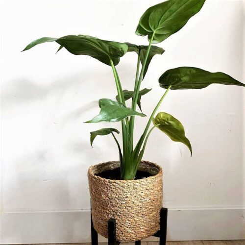 Hooded Dwarf Elephant Ear (Alocasia cucullata)