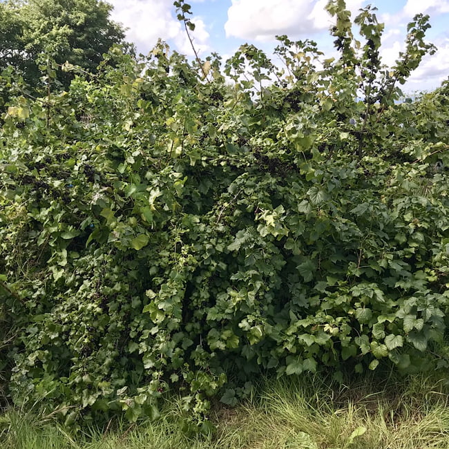 Jostaberry Ribes x nidigrolaria img1 Jostaberry